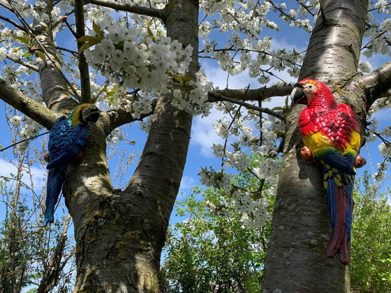 Image 1 of Set di pappagalli colorati – Decorazione da giardino vivace