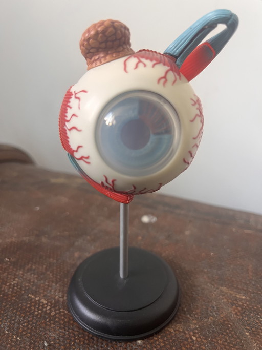 Modello anatomico OCCHIO oggetto vintage