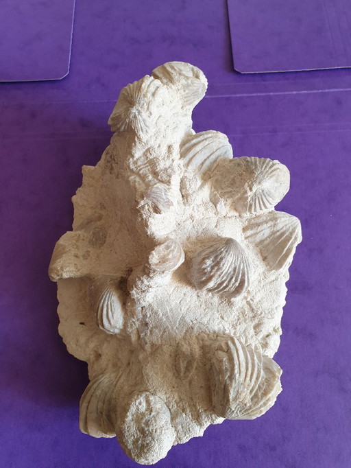 Letto di fossili di bivalvi del Cretaceo superiore