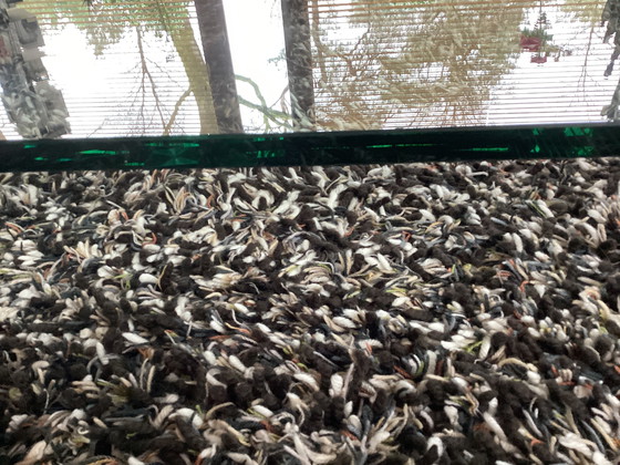 Image 1 of Designer glass coffee table Abel