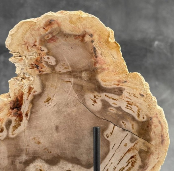 Image 1 of Madera fosilizada de Sooka, soporte hecho a medida (nuevo)