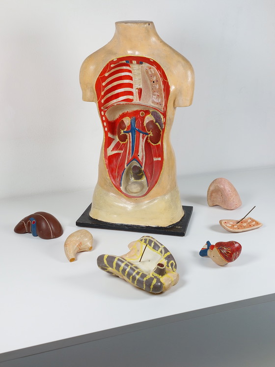 Image 1 of Vecchio modello anatomico didattico, gesso Phywe, torso anni '40