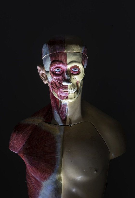 Anatomisch Torso Model, Half Spier Half Huid, Toegeschreven aan Deutsches Hygiene-Museum Dresden, (photo 8 of 8)