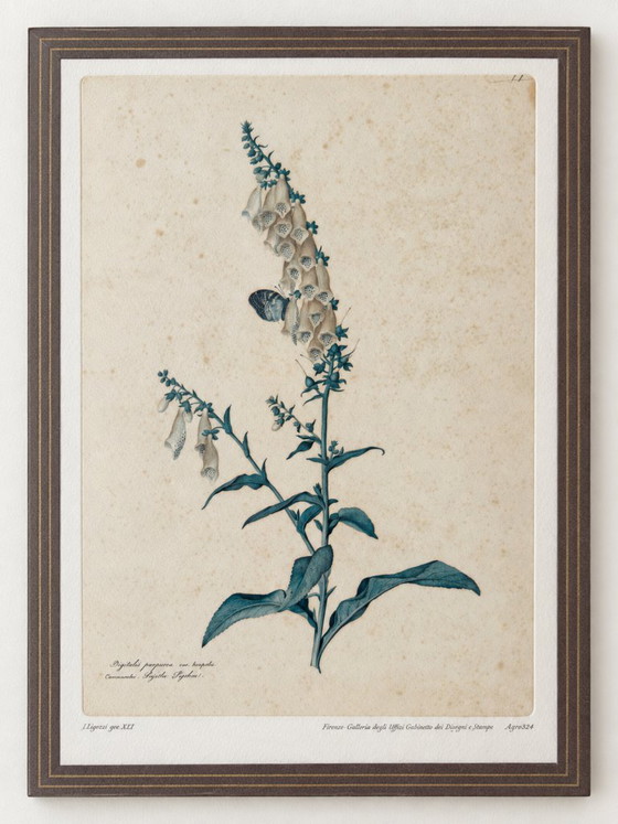2 Stampe d'Arte Vintage Jacopo Ligozzi – Uffizi Firenze – Incorniciate – Litografie e stampe, Paper (photo 8 of 9)