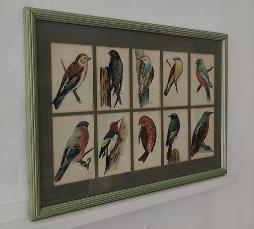 Aquarelle d'oiseau Donald Watson(1910-2005)