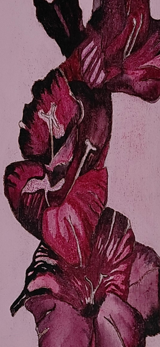 Image 1 of Galerie « L'Étoile Noire Mystérieuse » Suncorner