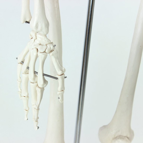 Image 1 of Freestanding Vintage Human Skeleton Anatomy Model, Czechoslovakia 1980s