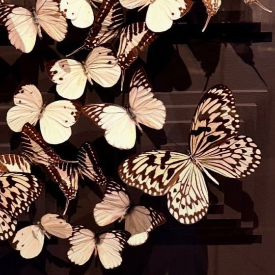 Image 1 of Butterfly box with a black passepartout in the background, with various butterflies in white on it.