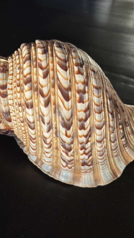 Image 1 of Tritorns Horn Shell Large