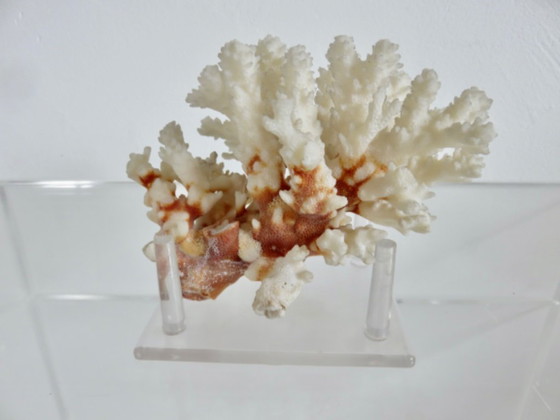 Image 1 of White coral tree, coral reef, 1970