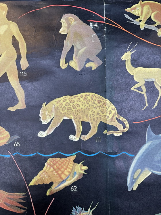 Image 1 of XL vintage linnen schoolkaart - ‘Relationships of the Animal Kingdom’