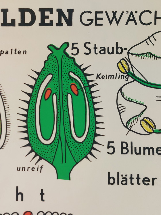 Image 1 of Vintage roll-up map, teaching aid, biology, umbellifers, wall map, botany