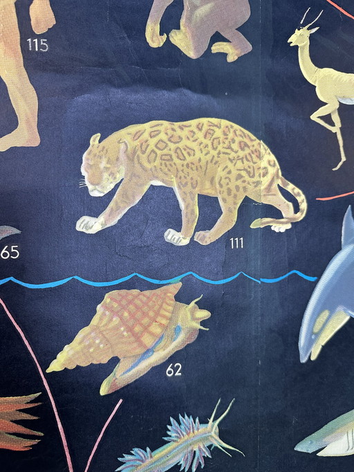 XL Vintage Linen School Map ‘Relationships of the Animal Kingdom’