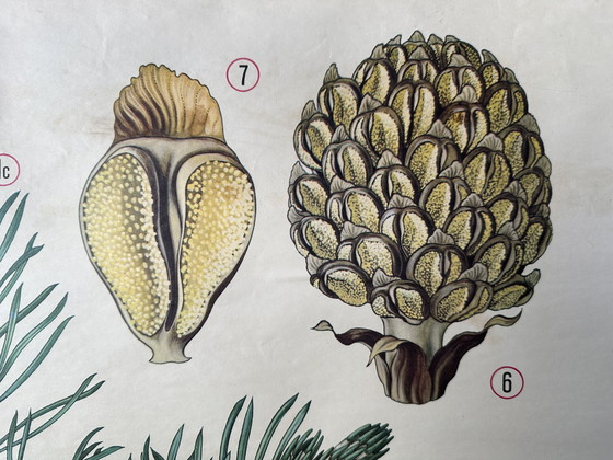 Image 1 of Vintage linnen schoolkaart - de grove den (pinus sylvestris)