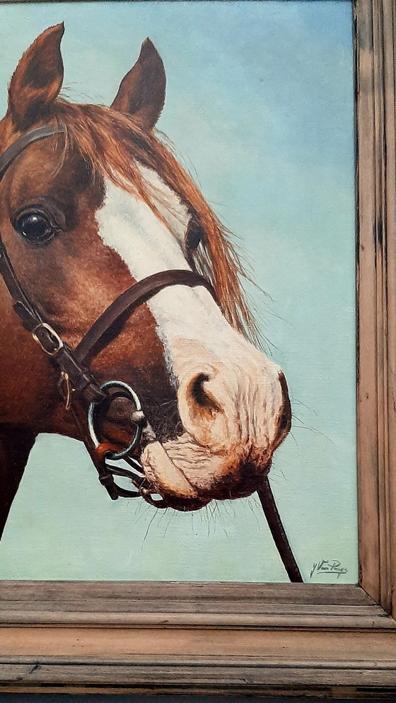 Image 1 of Dipingere la testa di cavallo