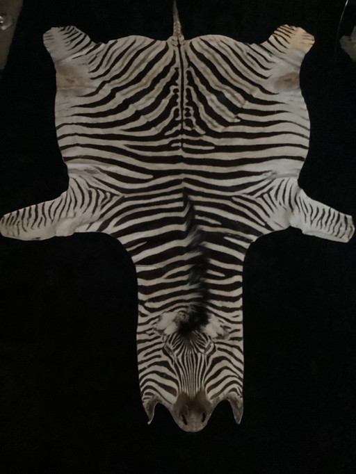 TAXIDERMIE BURCHELL ZEBRA CLOTH ZEBRAVEL ZEBRA FELL