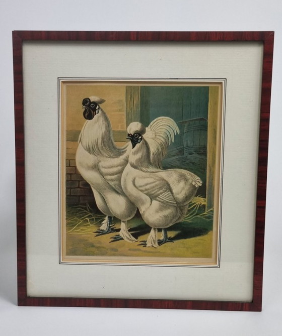 3 (Cromo) Litografie di Razze Avicole - Circa 1870 - Incorniciate – Arte, Vetro, Carta (photo 2 of 7)