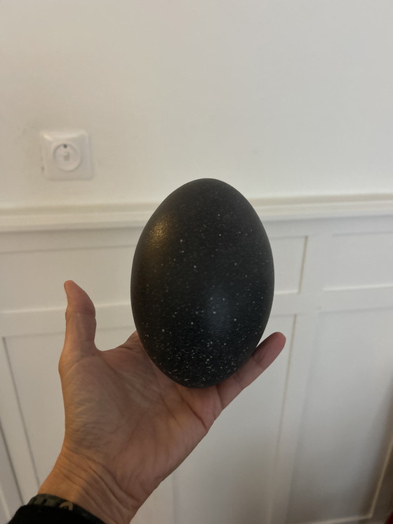 Image 1 of 10 perfekte Straußeneier 7 xl weiß, 3 l schwarz