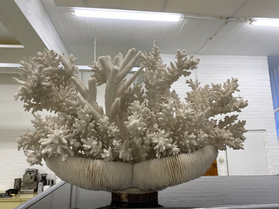 Image 1 of Decorazione di oggetti in vero corallo