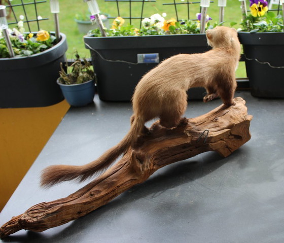 Image 1 of Trophée de martre empaillée vintage provenant d'une propriété, en bon état de conservation, avec matériel de fixation murale.