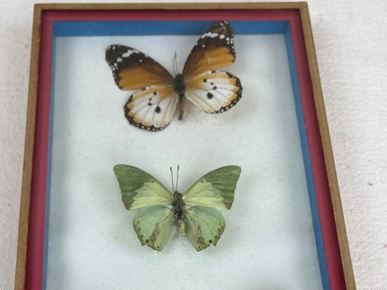 Cadre de papillons multicolores avec trois spécimens, Objets déco, Bois, Verre, Orange (photo 4 sur 5)