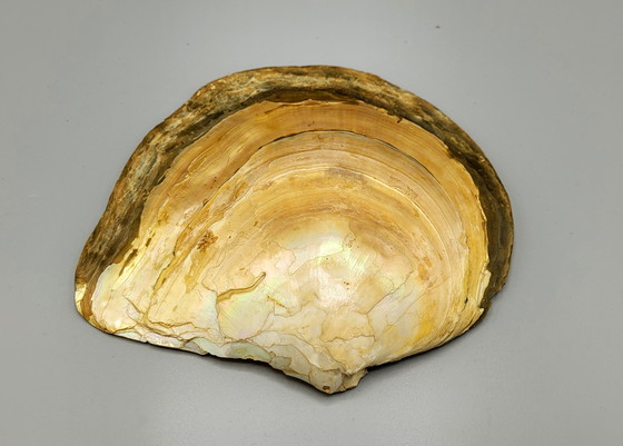 Image 1 of A Large Decorative Shell With Mother of Pearl in Relief