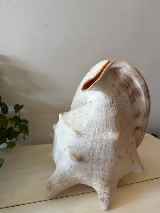 Coquille de casque Cassis Cornuta – Objets déco, Vintage (photo 6 of 7)