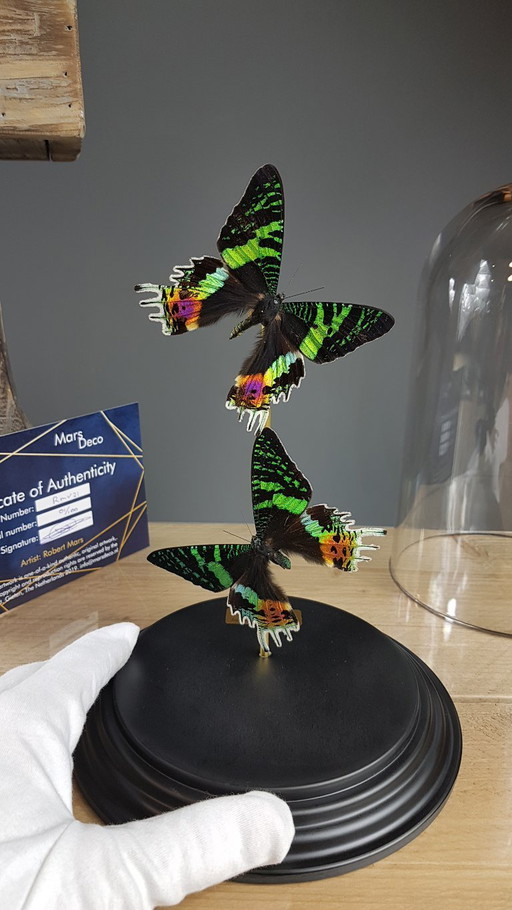 Real butterflies under limited edition glass bell jar