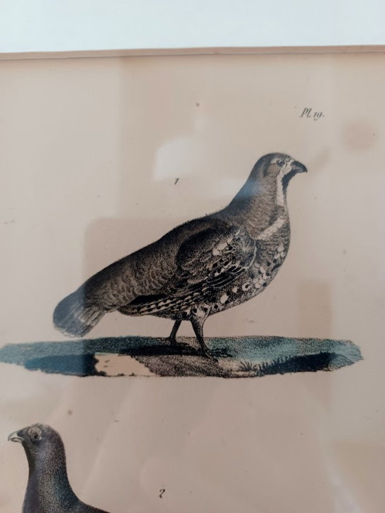 Image 1 of Twee handgekleurde Brusselse ornithologische lithografieën (ca. 1828–1833) – Burggraaff, Lejeune – Pl. 1 en Pl. 19