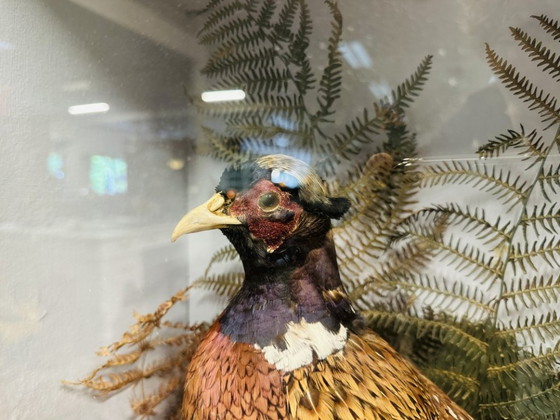 Antique Stuffed Pheasants in Display Case – Decorative Objects, Glass, Wood (photo 7 of 11)