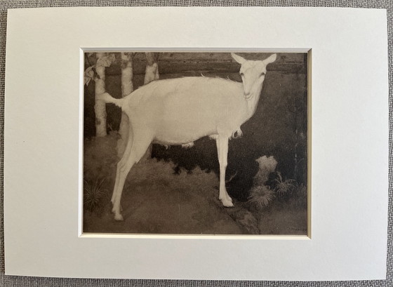 Image 1 of Jan Mankes 1889-1920 / Original Heliogravure Young White Goat 1923