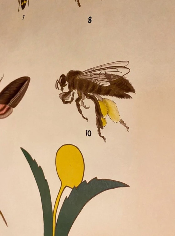 Vintage botanical poster – Max Ritcher, Wall decoration, Paper (photo 9 of 10)