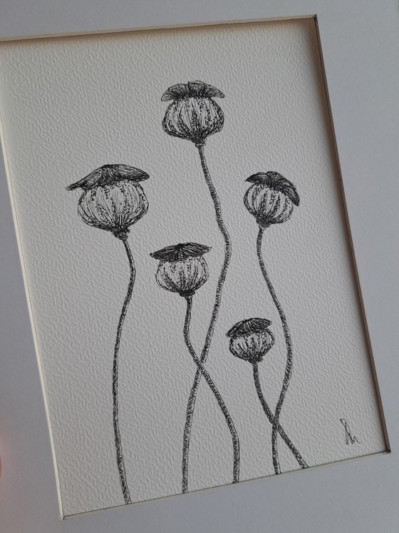 Image 1 of Botanical illustration Poppy original in frame