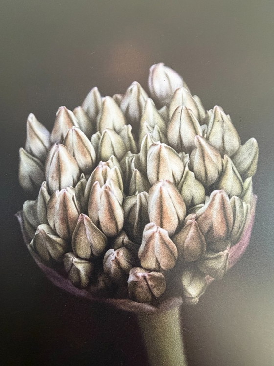 'Velvet Flower': Bel fiore su dibond in cornice a cassetta – Fotografie, Aluminium (photo 2 of 5)