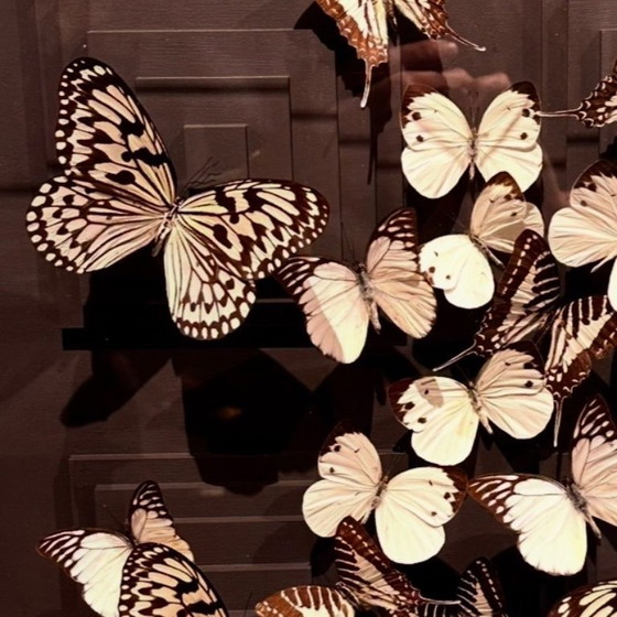 Image 1 of Butterfly box with a black passepartout in the background, with various butterflies in white on it.