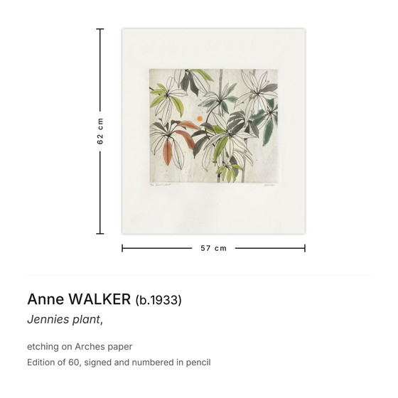 Image 1 of Anne WALKER Pianta di Jennie Incisione firmata