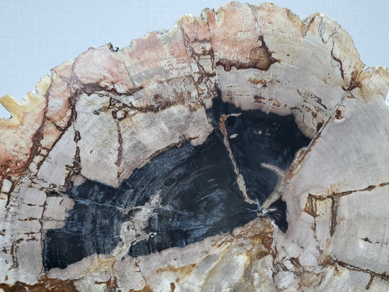 Image 1 of Sezione o fetta di legno pietrificato e fossilizzato sul suo supporto (rif. 3963)