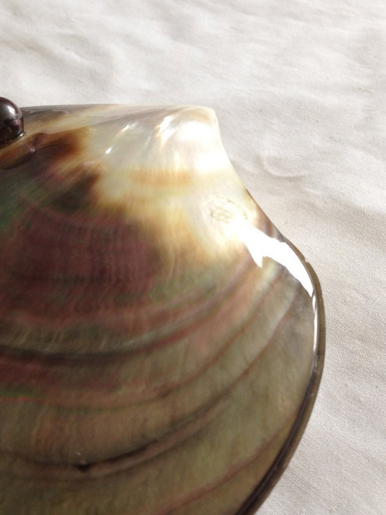 Image 1 of Doosje van parelmoer, gegraveerd met een tropisch tafereel.