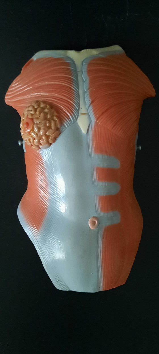 Image 1 of Modello anatomico d'epoca del corpo umano