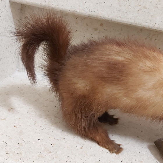 Image 1 of Polecat in taxidermy on tree trunk as educational school material