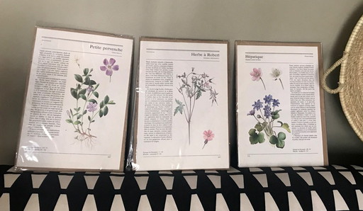 Botanical illustrations to frame