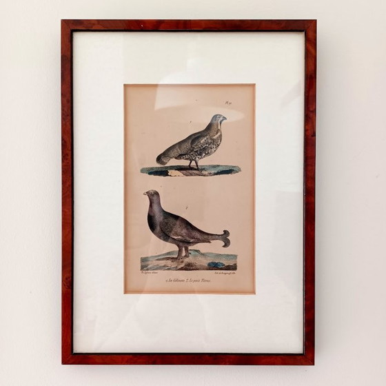 Image 1 of Twee handgekleurde Brusselse ornithologische lithografieën (ca. 1828–1833) – Burggraaff, Lejeune – Pl. 1 en Pl. 19