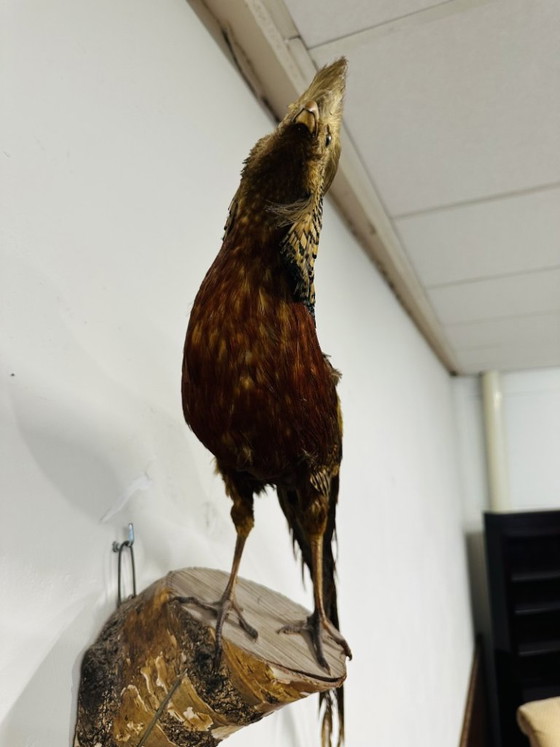 Antique stuffed Golden Pheasant Rooster – Decorative Objects, Wood, Other (photo 14 of 14)