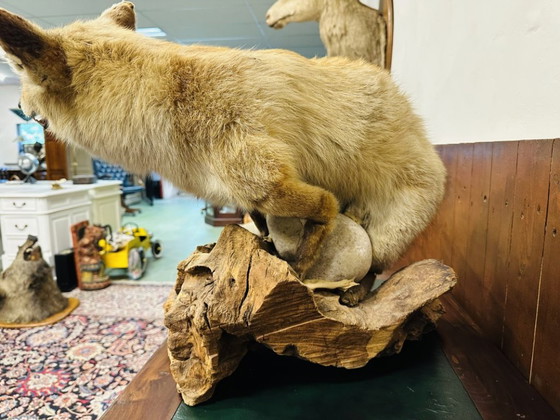 Antiker ausgestopfter Fuchs – Dekorative Objekte, Holz, Andere (photo 10 of 10)