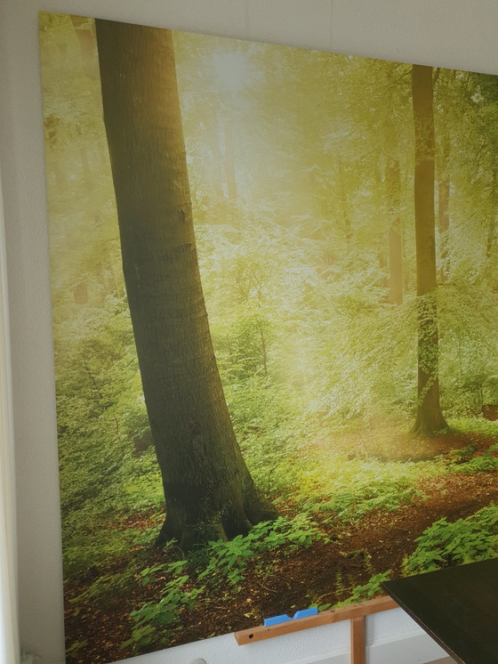 Image 1 of Wall-sized photo of a forest on aluminum 300 x 188 cm