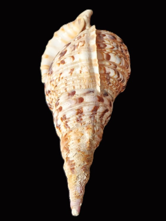 Image 1 of Grande corno di tritone - Conchiglia di tritone - Charonia tritonis - 33 cm