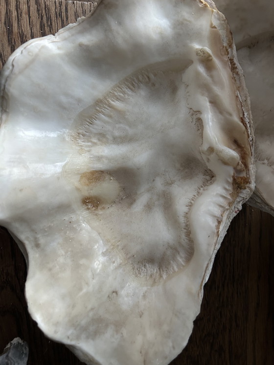 Image 1 of Riesenmuschel "Tridacna gigantea"