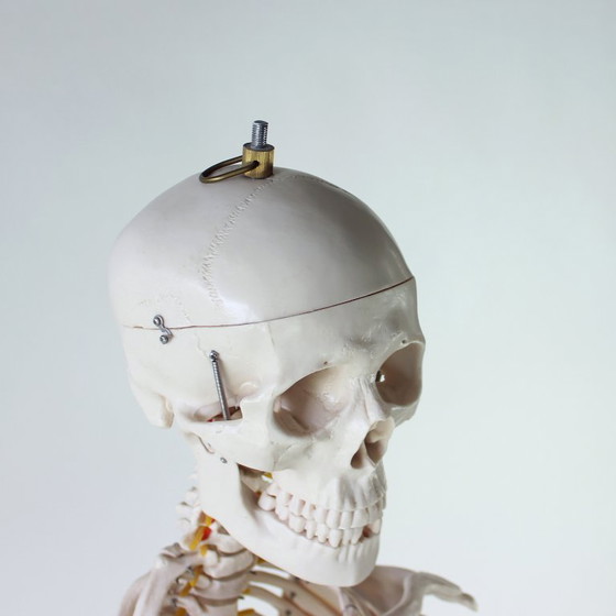 Image 1 of Freestanding Vintage Human Skeleton Anatomy Model, Czechoslovakia 1980s
