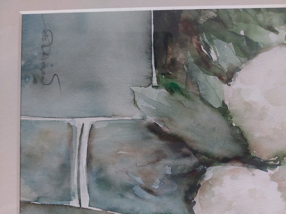 Image 1 of Ortensie bianche