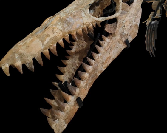 Image 1 of Large 2.80m Mosasaur Skeleton - Museum Quality 3D Mount - Prehistoric Fossil Art